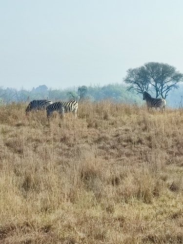 Plains Zebra