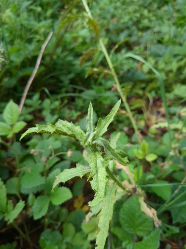 thistle rust