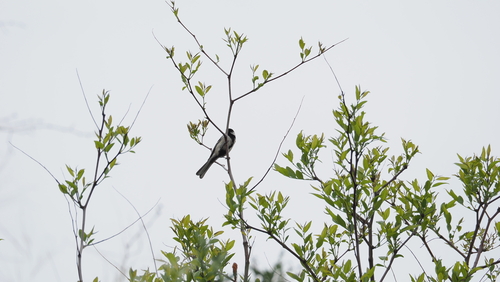 Asian Tit