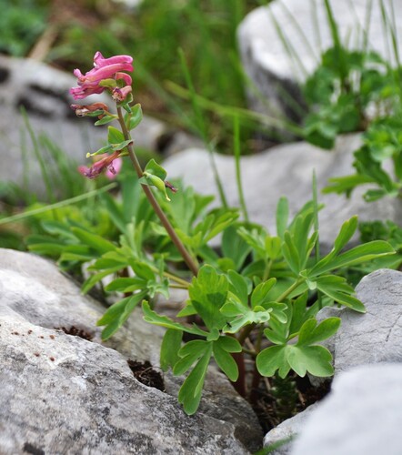 Corydalis cava, 2026-05-30