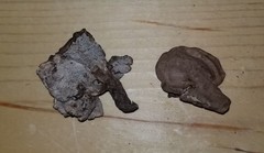 Phellodon violascens