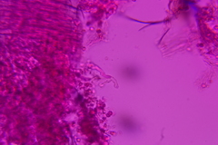 Phellodon violascens