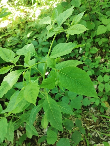 Deadly Nightshade