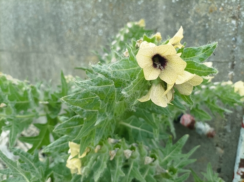 black henbane