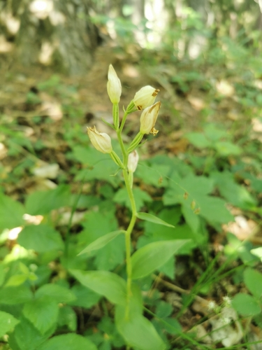 white helleborine