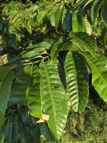 Japanese Chestnut