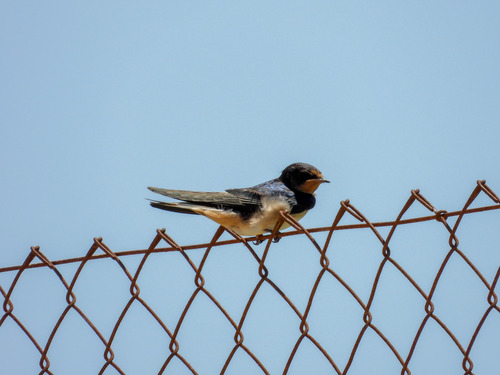 Barn Swallow