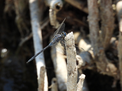 Long Skimmer