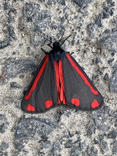 Cinnabar moth