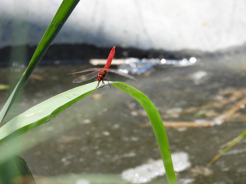 Broad Scarlet