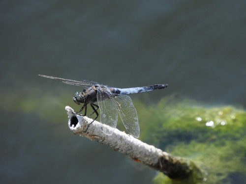 Black-tailed Skimmer