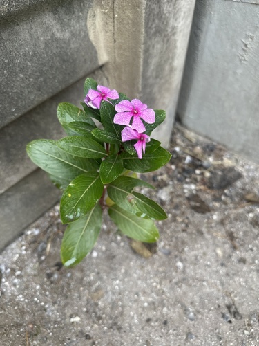 Madagascar Periwinkle