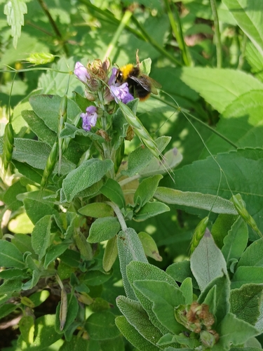 Early Bumble Bee