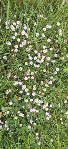 Lawn daisy