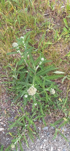 common yarrow