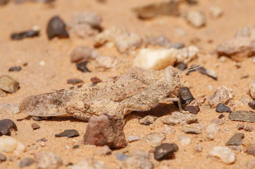 Tuarega insignis