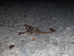 Centruroides ochraceus