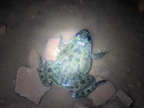 Common skittering frog