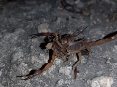 Centruroides ochraceus