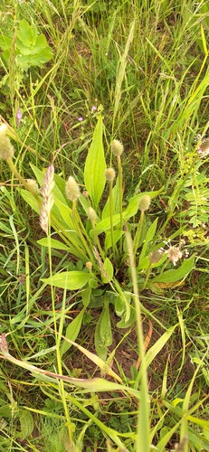 ribwort plantain