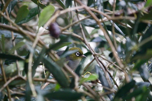 Silvereye