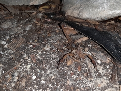 Centruroides ochraceus