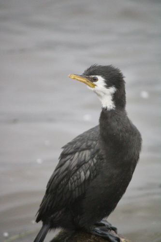New Zealand Little Pied Cormorant