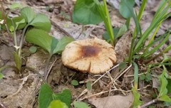 Conocybe aporos