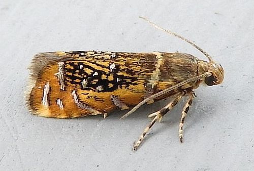 Glyphipterix quadragintapunctata