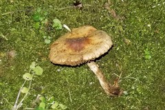 Conocybe aporos