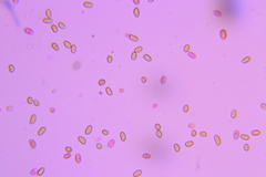 Conocybe aporos