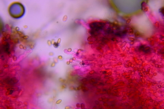 Conocybe aporos