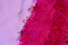 Conocybe aporos