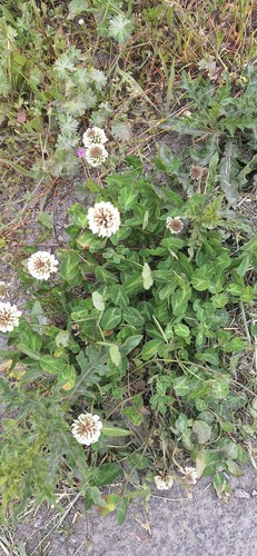 white clover