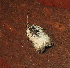 Olethreutes malana