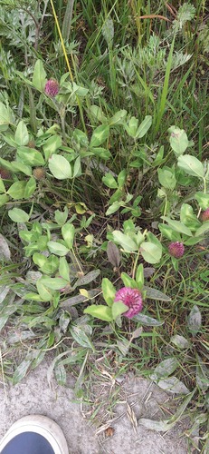 Red Clover