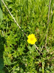Potentilla chrysantha, photograph (c) Ульяна Ярцева, some rights reserved (CC BY)