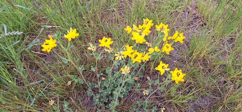 bird's-foot trefoil