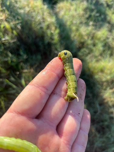Common Striped Hawkmoth