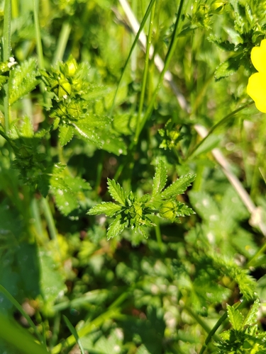 Potentilla chrysantha, photograph 5