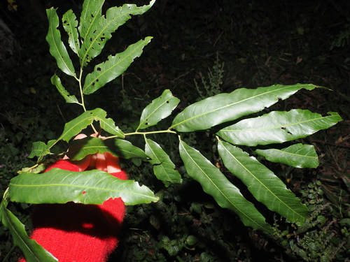 Elattostachys nervosa, photograph 6