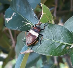 Largus balteatus