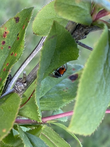 Red-bellied Jumping Spider