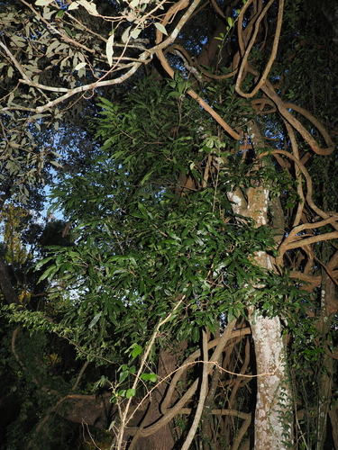 Elattostachys nervosa, photograph 5