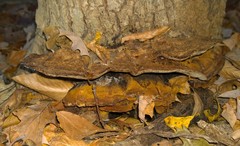 Inonotus munzii