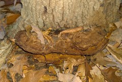 Inonotus munzii