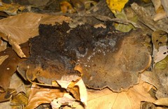 Inonotus munzii