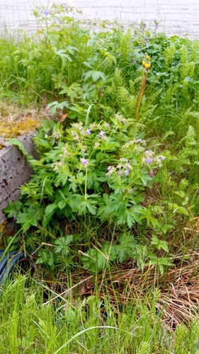 wood crane's-bill