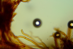 Inonotus munzii