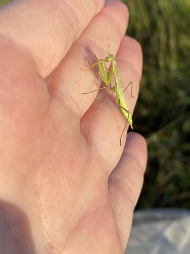 European Mantis